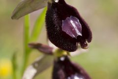 Ophrys du Lac de Garde