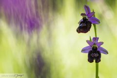 Ophrys du lac de Garde