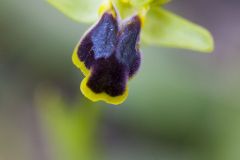 Ophrys du mont Lauro