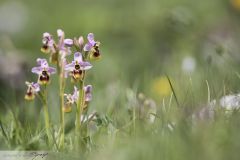 Ophrys négligé
