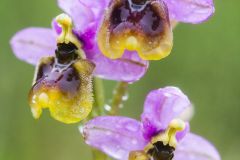 Ophrys négligé