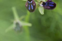 Ophrys noir