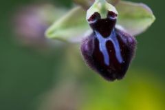 Ophrys noir