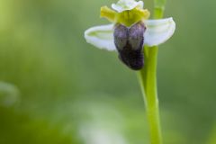 Ophrys pâle