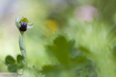 Ophrys pâle