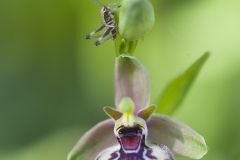 Ophyrs à belles fleurs