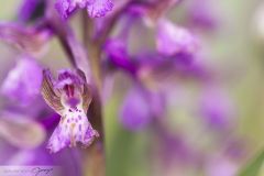 Orchis bouffon