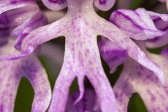 Orchis d'Italie