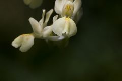 Orchis de Provence