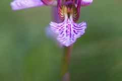 Orchis papillon