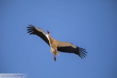 Cigogne blanche