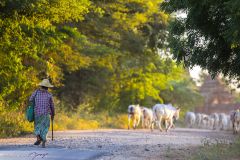 Femme et son troupeau de vaches