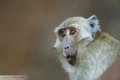 Macaque crabier