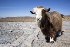 Chèvre au Jabal Sham