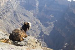 Chèvre au Jabal Sham