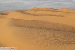 Dunes du désert Wahiba Sands