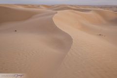 Dunes du désert Wahiba Sands