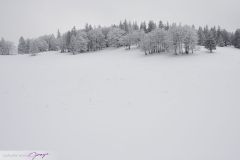 Arbres sous la neige