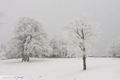 Arbres sous la neige