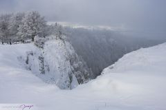 Arbres sous la neige