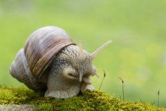 Escargot de Bourgogne