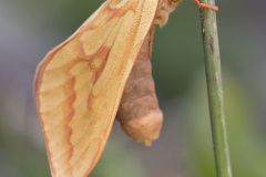 Papillon de nuit