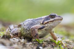 Grenouille rousse