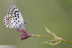 Azuré des orpins