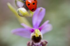 Coccinelle sur l'Ophrys bécasse