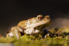 Crapaud commun - Common toad