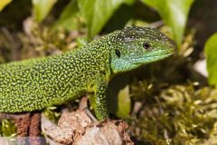 Lézard vert