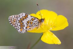 Mélitée des Centaurées