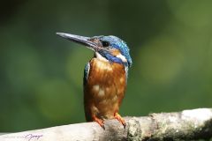 Martin-pêcheur d'Europe