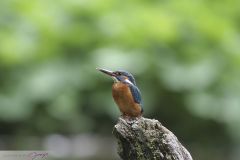 Martin-pêcheur d'Europe