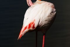 Flamant rose