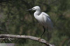 Aigrette garzette