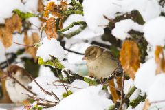 Moineau domestique