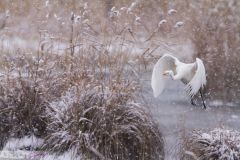 Grande Aigrette