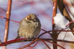 Moineau domestique