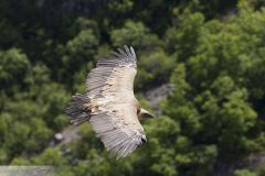 Vautour fauve