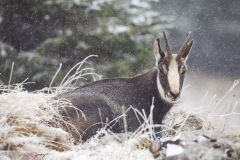 Chamois des Alpes, sous la neige ; Chamois des Alpes, under the snow