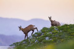 Chamois des Alpes ; Chamois of the Alps