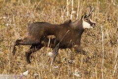 Chamois