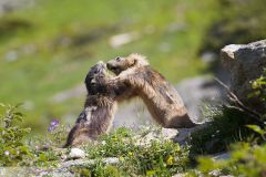 Marmotte des Alpes