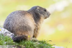 Marmotte des Alpes ; Marmot of the Alps
