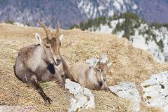 Bouquetin des Alpes