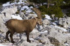 Bouquetin des Alpes