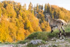 Bouquetin des Alpes