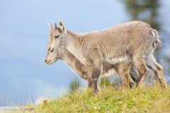 Bouquetin, duo de jeunes