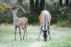 Biche et son faon ; Doe and his fawn